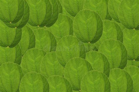 Leaf Pile Detail and Texture Isolated on White Background. Stock Photo ...