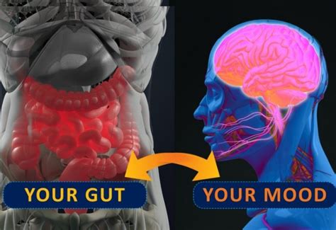 Research Update: Gut Microbes Influence Mood, Bone Strength and Cancer ...