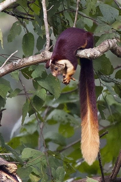 Srivilliputhur Grizzled Squirrel Wildlife Sanctuary | View Traveling