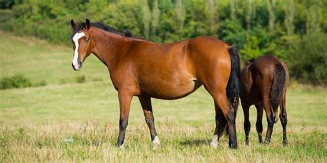 Bay Horse Color - Genetics, Shades, Breeds & Famous Bay Horses ...