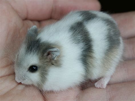 winter white dwarf hamster breeding – Hamsters Portal