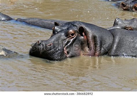 African Hippo Their Natural Habitat Kenya Stock Photo 386682892 ...