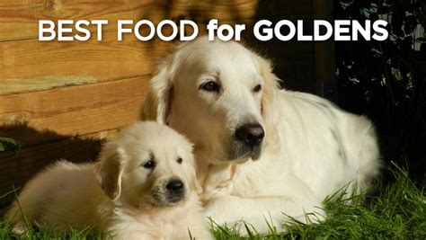 Top 5 Picks for the Best Dog Food For Golden Retrievers in 2019