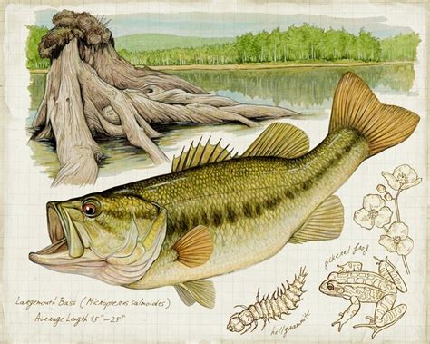 LARGEMOUTH BASS This limited edition fish print is of an acrylic and ...