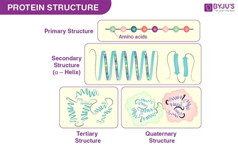 Four Types of Protein Structure - Primary, Secondary, Tertiary ...