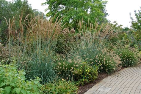 Landscaping Ideas | 10 Favorite Ornamental Grasses for Midwest Landscaping