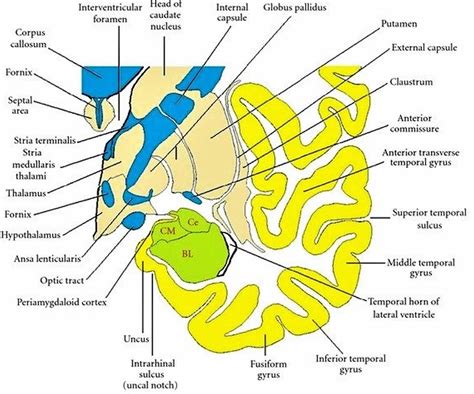 Temporal lobe anatomy, location, function, damage & epilepsy