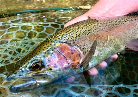 Fishing Report: Trout caught in Deer Creek; rain sparks steelhead run ...