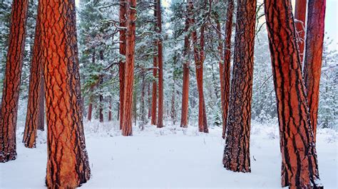 Download Snow Redwood Forest Nature Winter HD Wallpaper