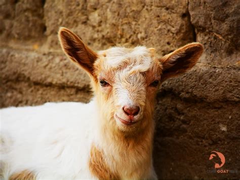 15 Best Pet Goat Breed: Types and Breeds to Keep - The Goat Hub