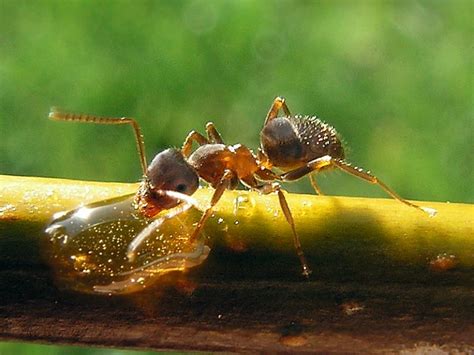 Black Garden Ants - Learn About Nature