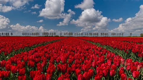 Campo de tulipanes rojos Fondo de pantalla 4k HD ID:9521