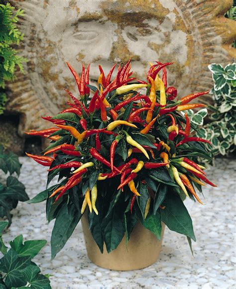 Medusa - Ornamental Pepper - Capsicum annuum | Proven Winners