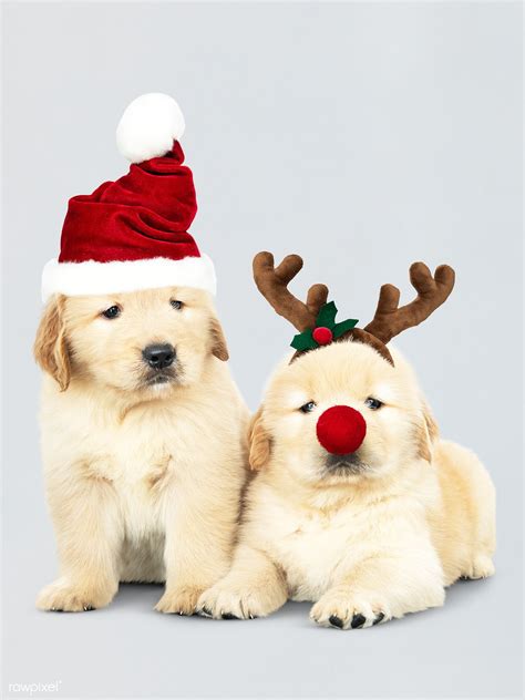 Two Golden Retriever puppies wearing a Santa hats and reindeer headband ...