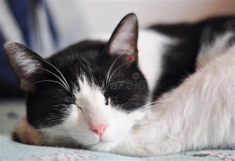 Sleeping cat stock photo. Image of indoor, over, white - 14376282