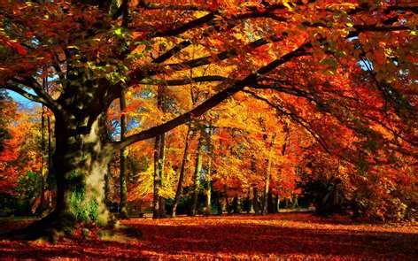 Get Autumn Colors - Microsoft Store