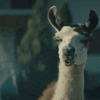 Llama Drama GIFs - Find & Share on GIPHY