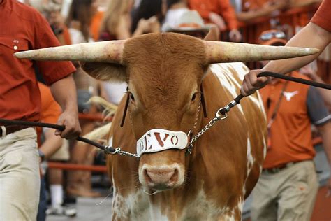 Texas Longhorns Mascot