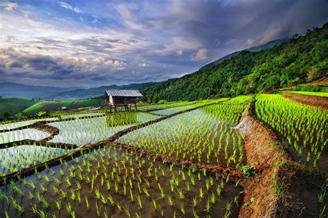 Mae Jam rice field by Wanasapong Jaiinpol on 500px | Chiang mai ...