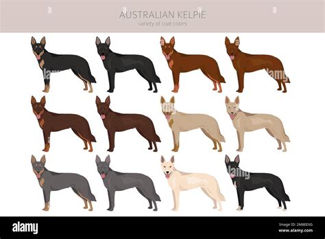 Australian Kelpie all colours clipart. Different coat colors set ...