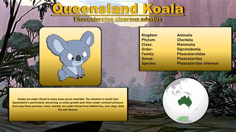 Animal Bestiary - Queensland Koala by 98bokaj on DeviantArt