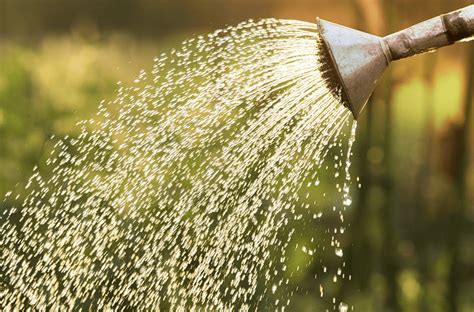 What to Look For When Choosing a Watering Can | Platt Hill Nursery ...