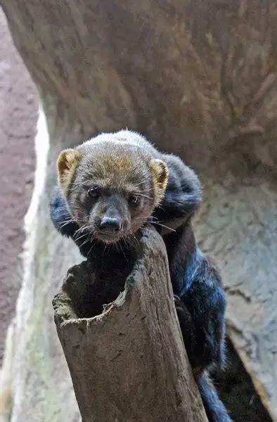 Tayra - Facts, Diet, Habitat & Pictures on Animalia.bio