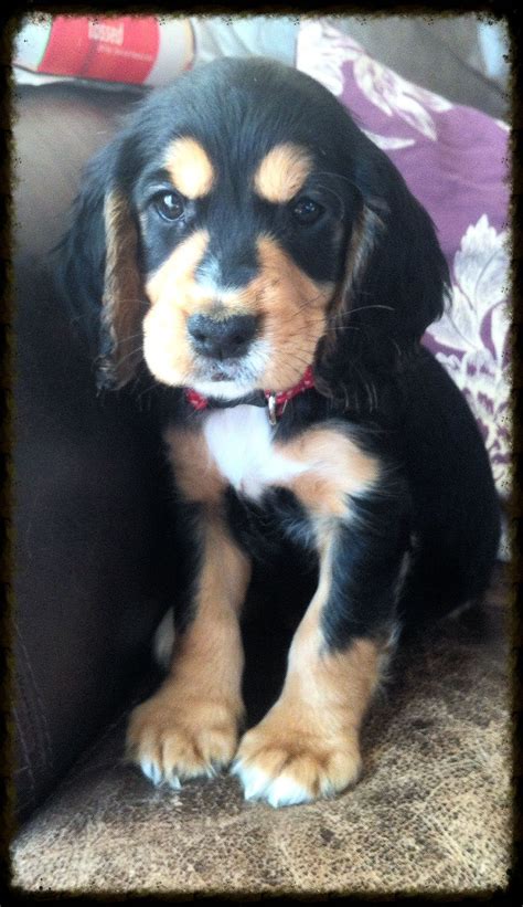 7weeks old Black and Tan cocker spaniel (With images) | Cocker spaniel ...