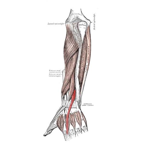 Extensor Indicis Anatomy: Origin, Insertion, Action - The Wellness Digest