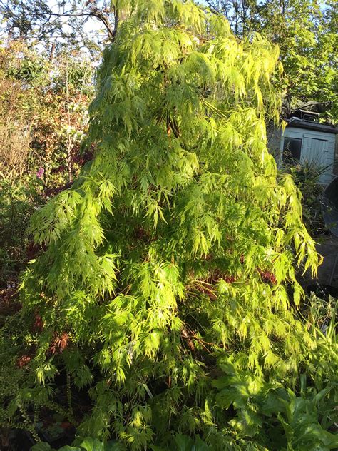 Acer palmatum ‘Dissectum’ – Kew Gardener