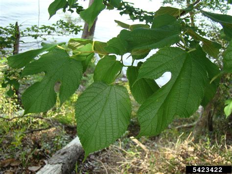 red mulberry, Morus rubra (Urticales: Moraceae) - 5423422