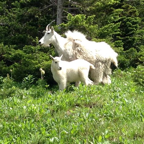 Let’s Go Wildlife Watching GLACIER NATIONAL PARK - Wildlife Watch