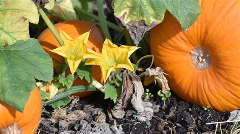 Ask A Gardener - Pumpkin Flowers - O'Toole's Garden Centers