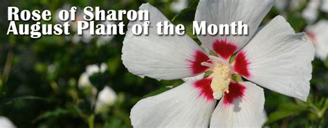 Rose of Sharon - Care & Pruning - Stutzmans Greenhouse & Garden Centers