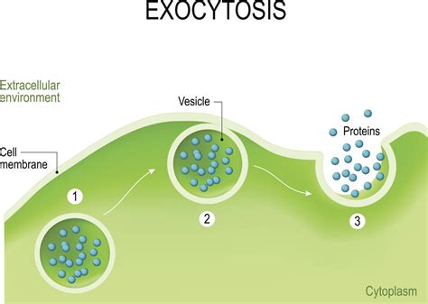 Functions of Vesicles - Biology Wise