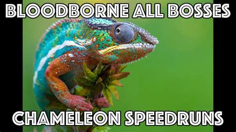 Bloodborne All Bosses Speedrun Practice - Chameleon Runs - YouTube