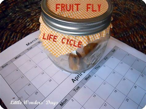 Fruit Fly Lifecycle Experiment for Kids | Fruit flies, Montessori ...