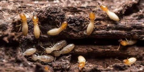 Anti Termite Soil Treatment in Jaipur by Perfect Pest Solution Services ...