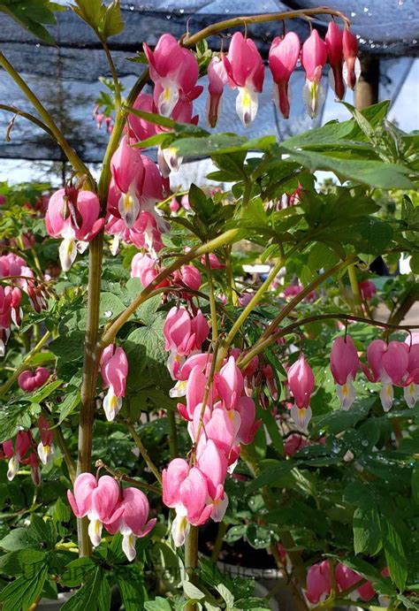 Dicentra spectabilis | Urban Tree Farm Nursery