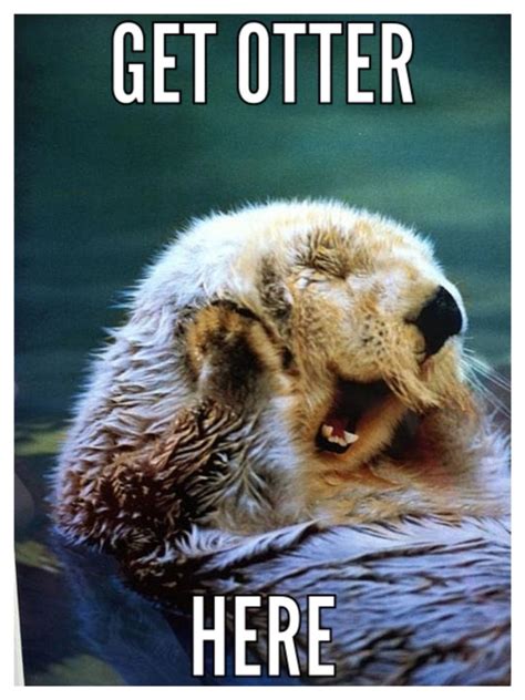 Otter Otter Meme And Memes On Pinterest