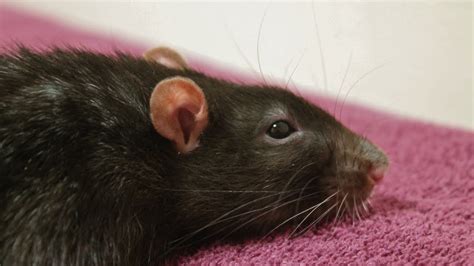 Signs That Your Rat is Sick & Common Illnesses in Pet Rats - YouTube