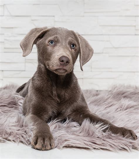 Brown Weimaraner Mix