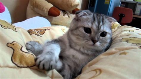 Fluffy Scottish Fold Playing So Cute!!! - YouTube