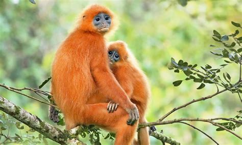 Incredible Places to See Wildlife in Malaysia | Pettitts Travel