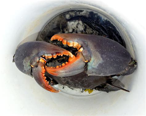 Aggressive live Australian Giant Mud Crab in a bucket closeup ...