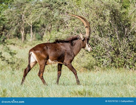 Sable Antelope stock photo. Image of hippotragus, travel - 92579732