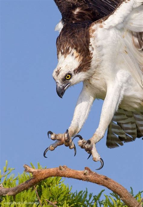 Osprey Talons by Tin Man - Photo 6707241 / 500px | Animals | Birds ...