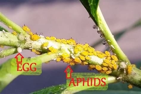 Monarch Eggs or Aphids? How to Tell the Difference - Birds and Blooms