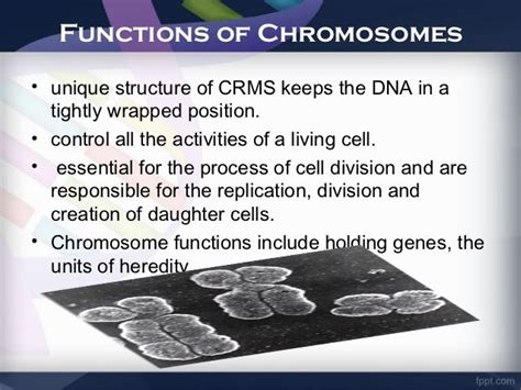 DNA & Chromosomes