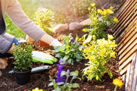 A Guide To Sustainable Gardening | Eco-Friendly Gardening Tips